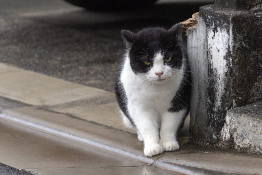 大島町の猫