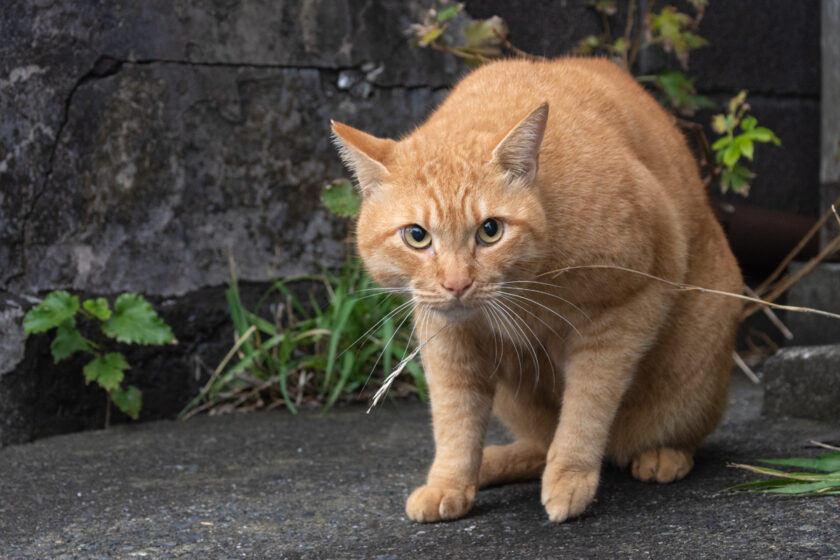 大島町の猫