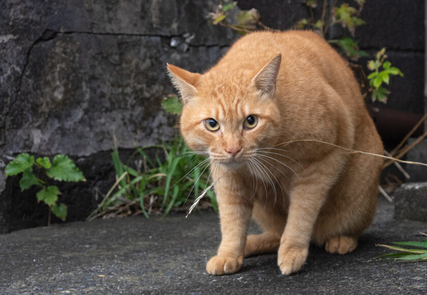 大島町の猫