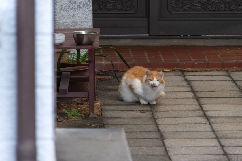 大島町の猫