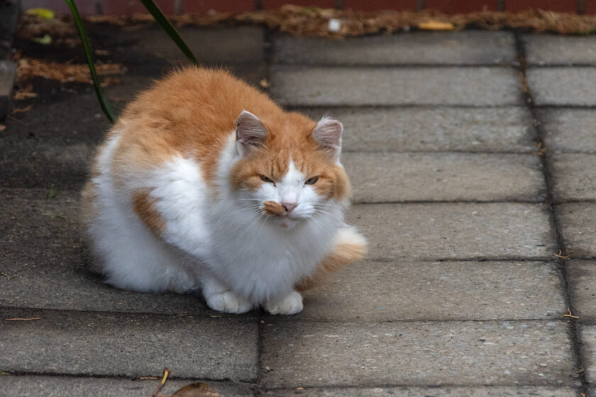 大島町の猫