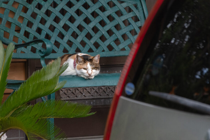 大島町の猫