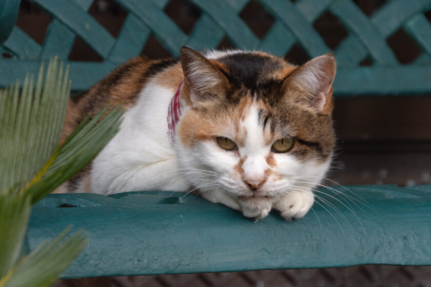 大島町の猫