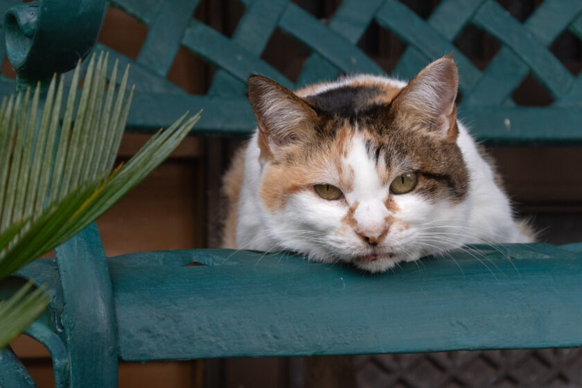 大島町の猫