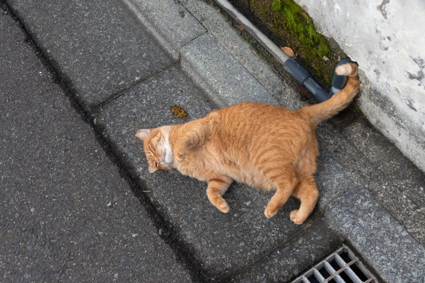 大島町の猫