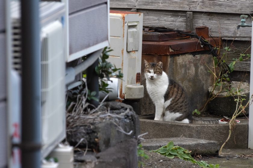 大島町の猫