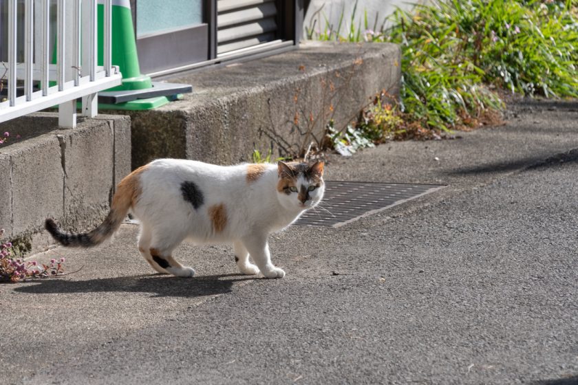 小田原市の猫