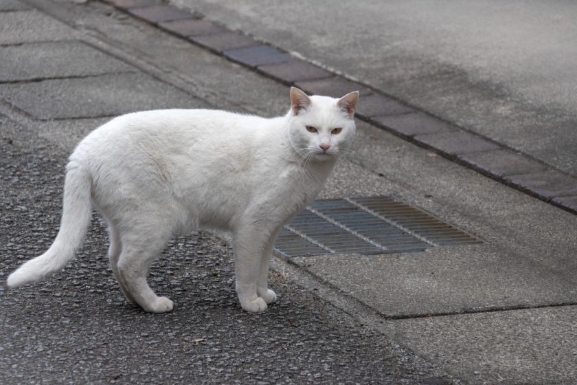 甲府市の猫