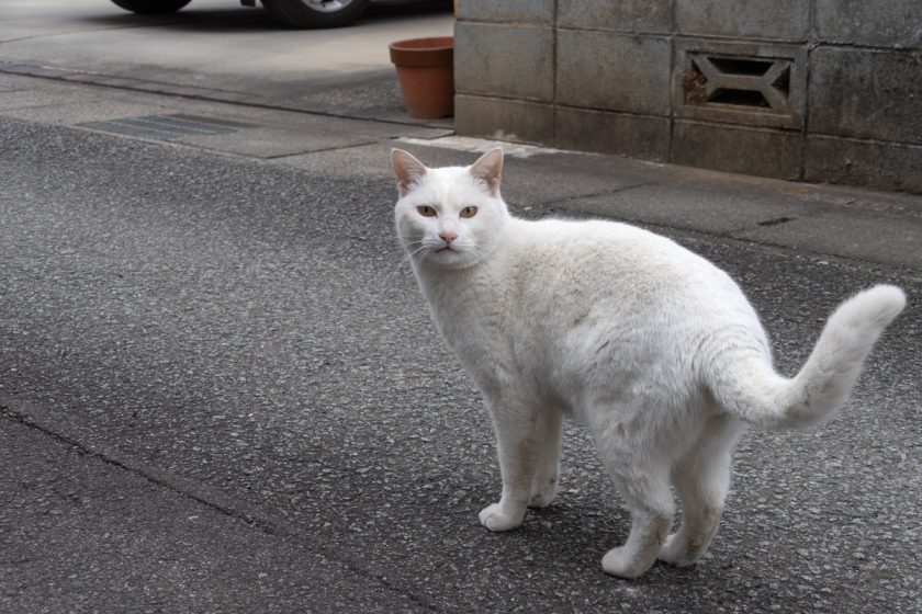 甲府市の猫