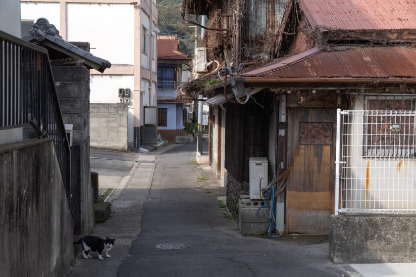 琴平町の猫
