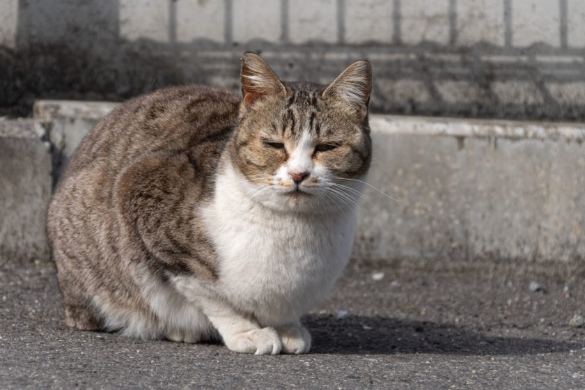 琴平町の猫