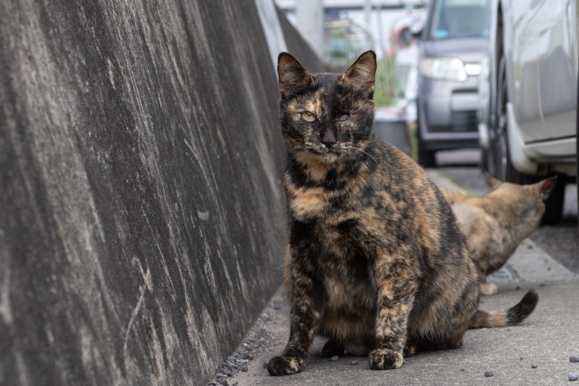 宇多津町の猫
