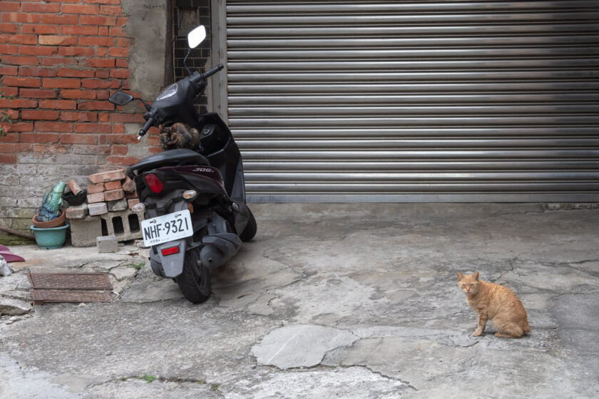 北港鎮の猫