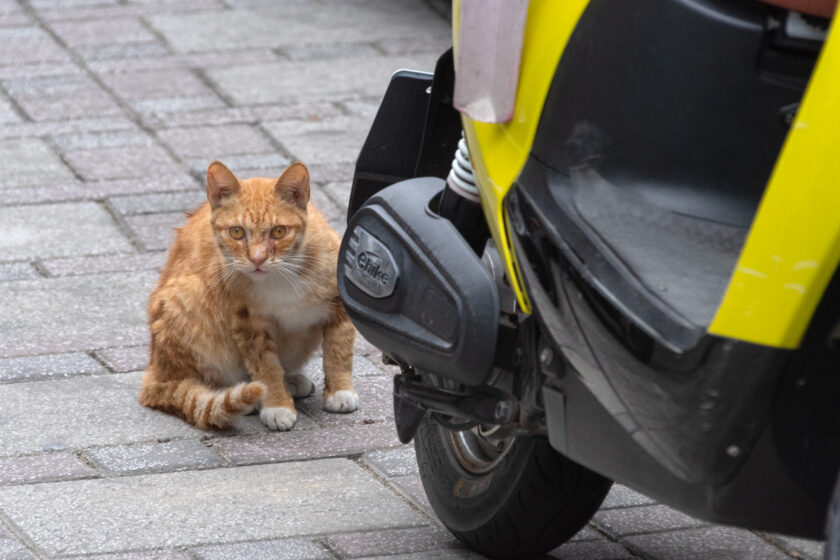 北港鎮の猫