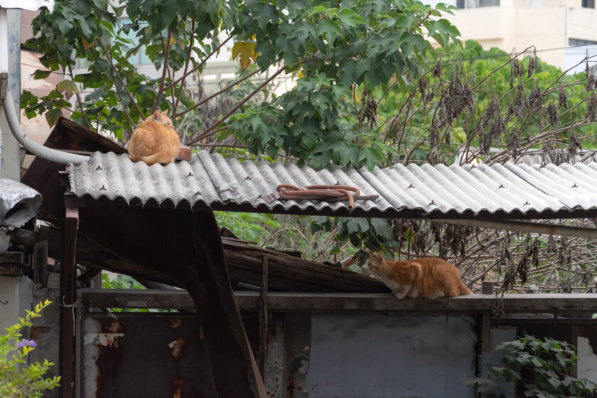 北港鎮の猫