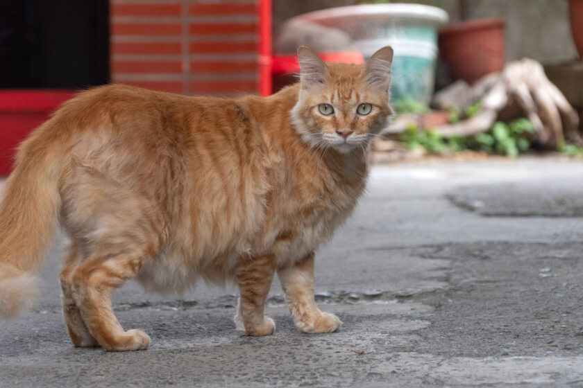 北港鎮の猫