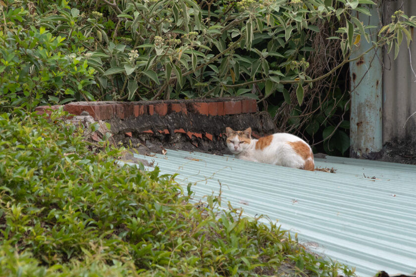 北港鎮の猫