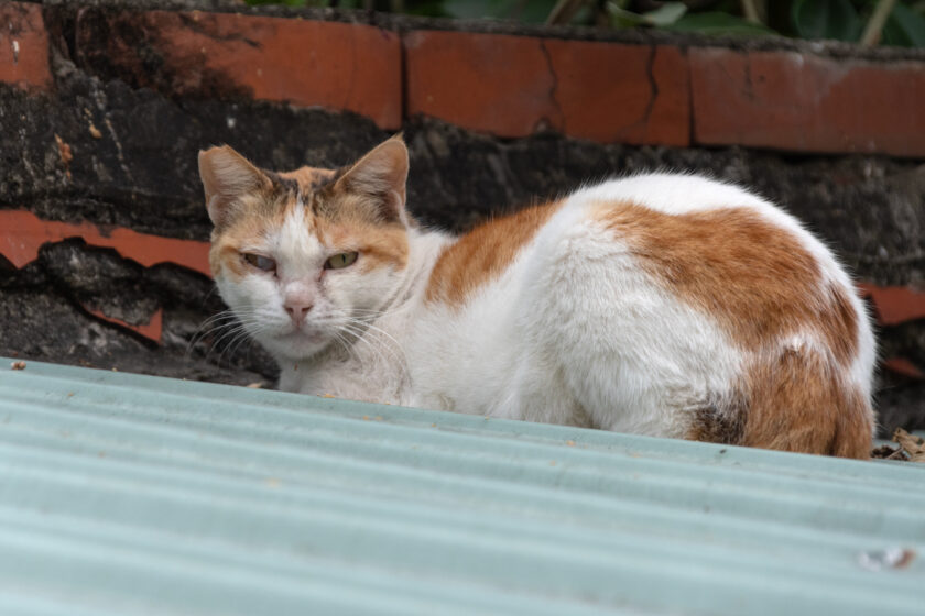 北港鎮の猫