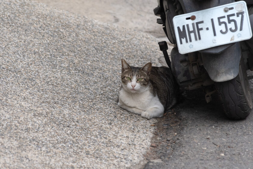 北港鎮の猫