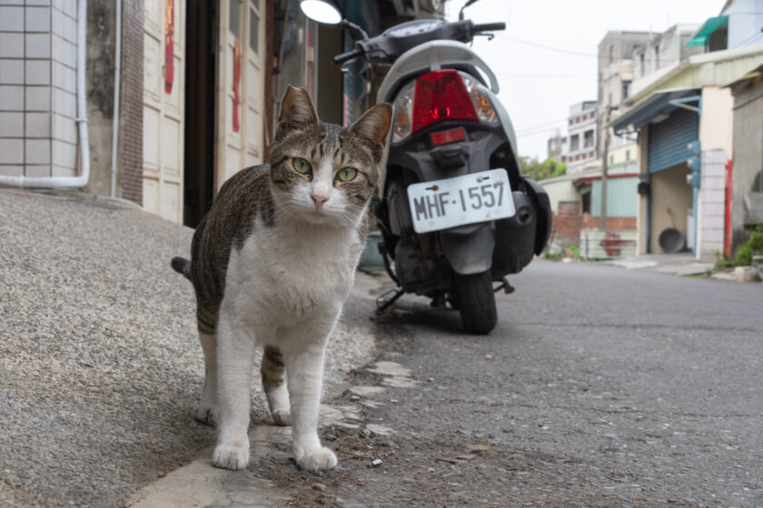 北港鎮の猫