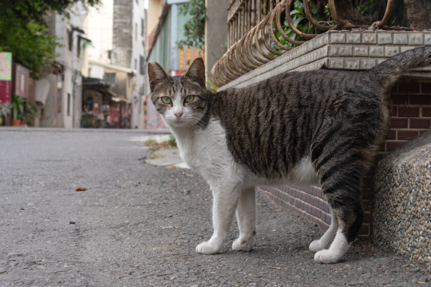 北港鎮の猫