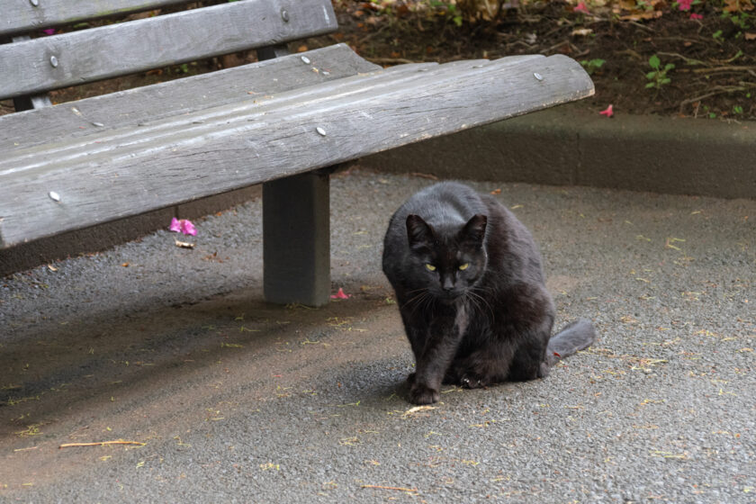 八王子市の猫