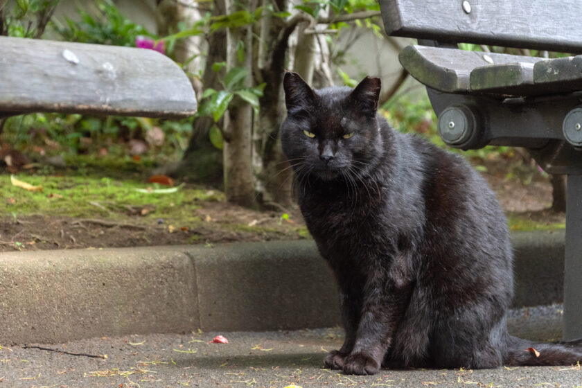 八王子市の猫