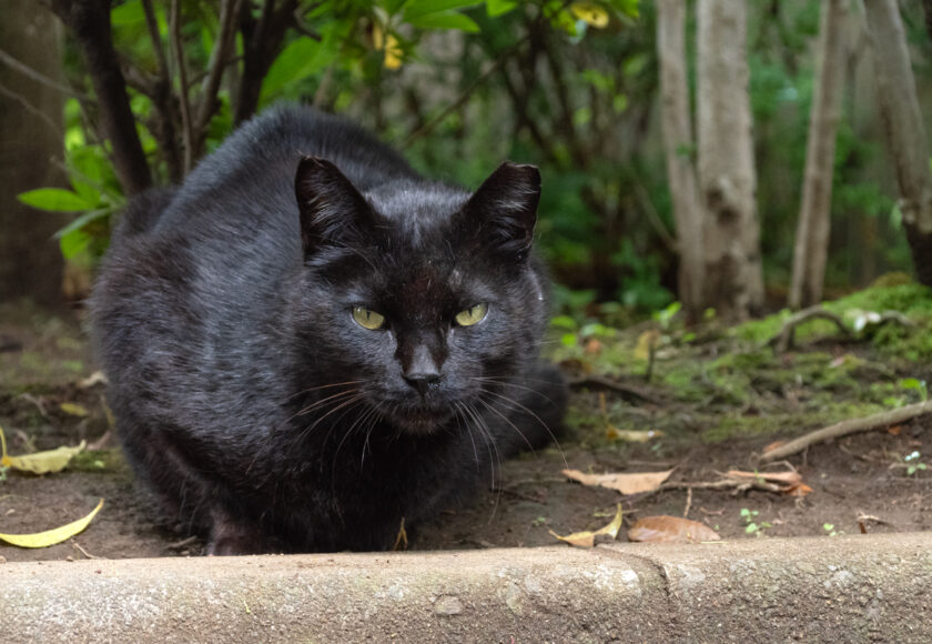 八王子市の猫