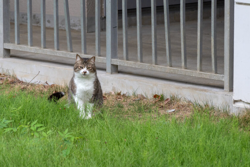 八王子市の猫