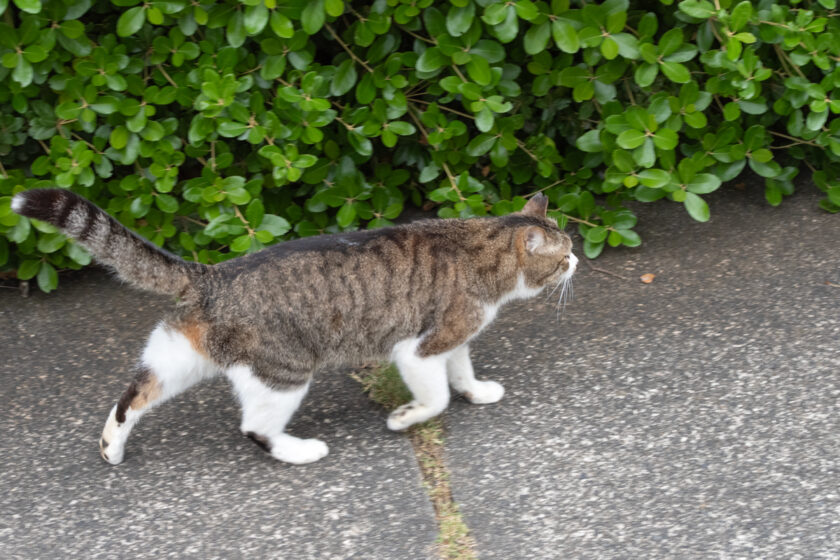 八王子市の猫