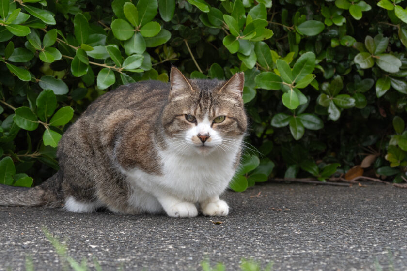 八王子市の猫