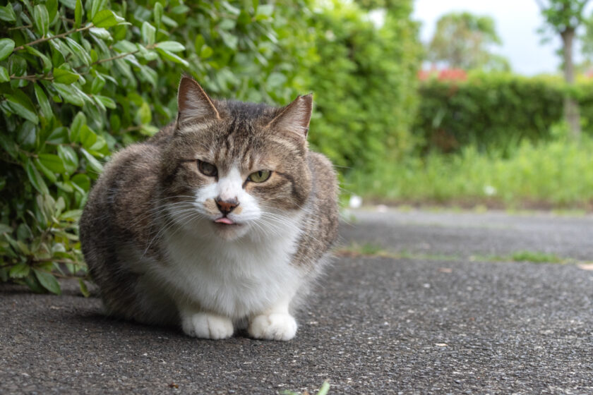 八王子市の猫