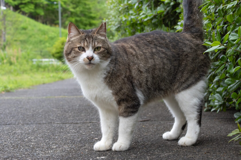 八王子市の猫