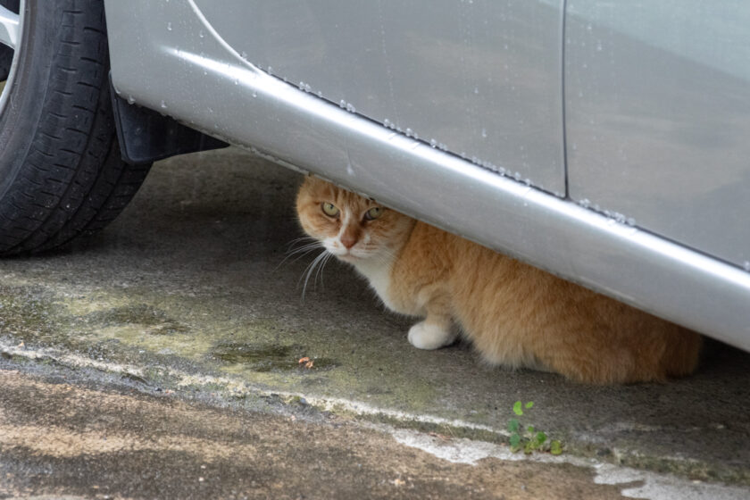 日野市の猫