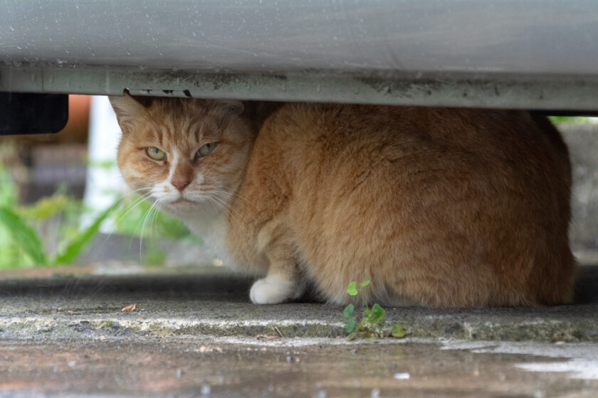 日野市の猫