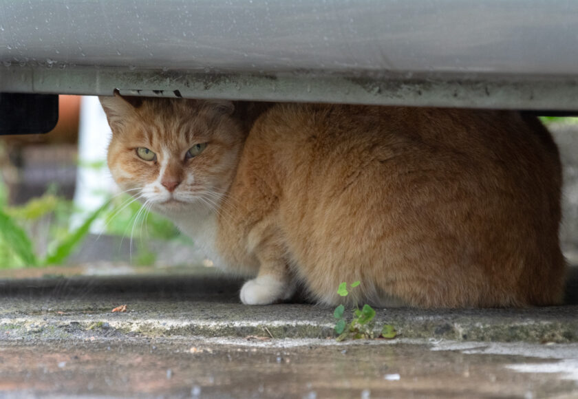 日野市の猫