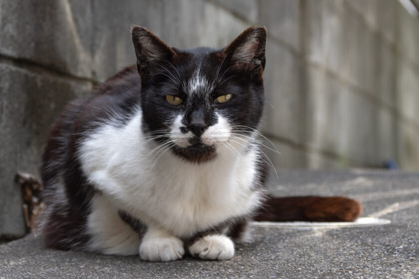 立川市の猫