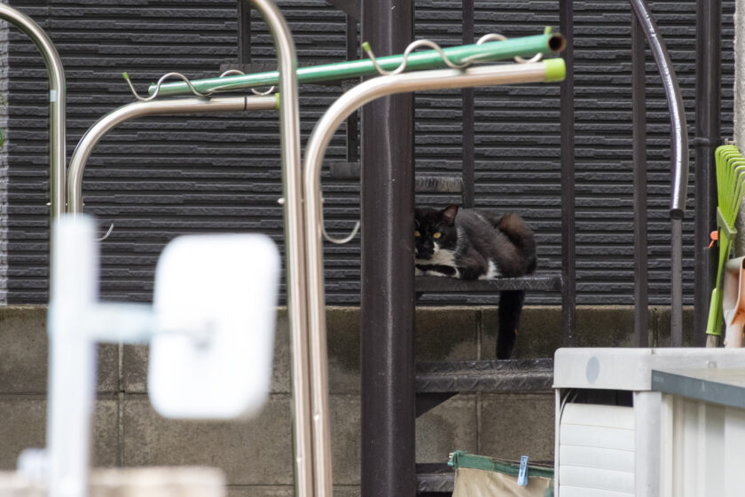 立川市の猫