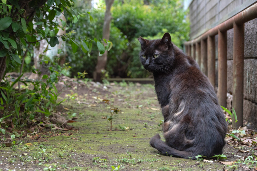 国分寺市の猫