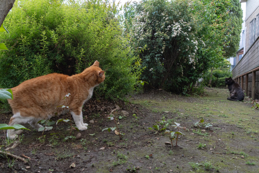 国分寺市の猫