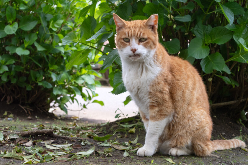 国分寺市の猫