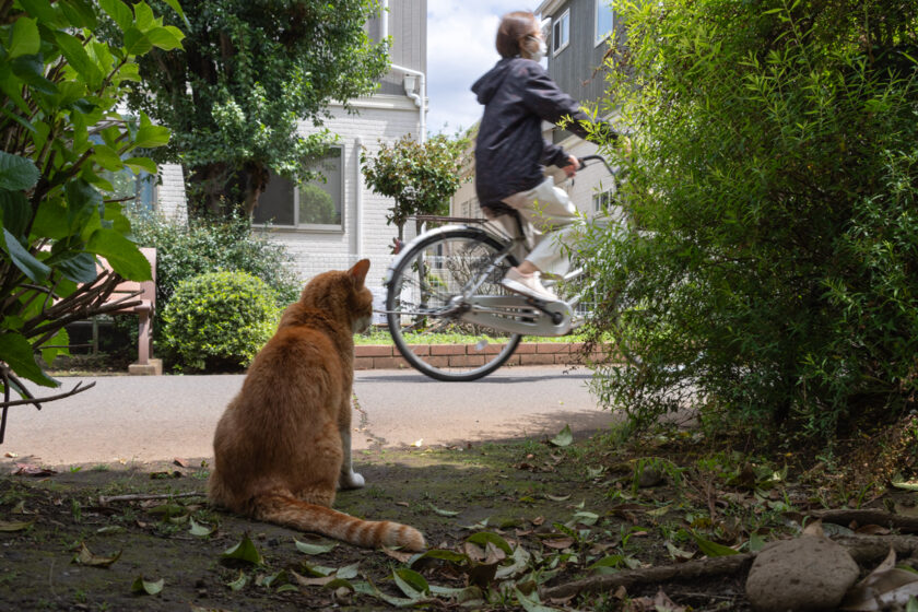 国分寺市の猫