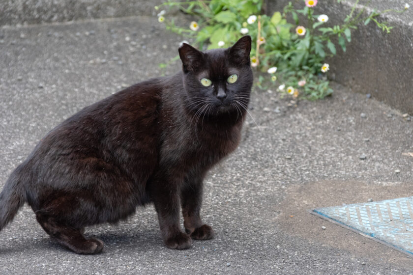 立川市の猫