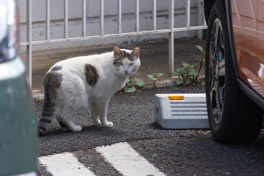 国立市の猫