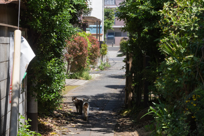 川崎市の猫