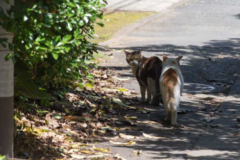 川崎市の猫