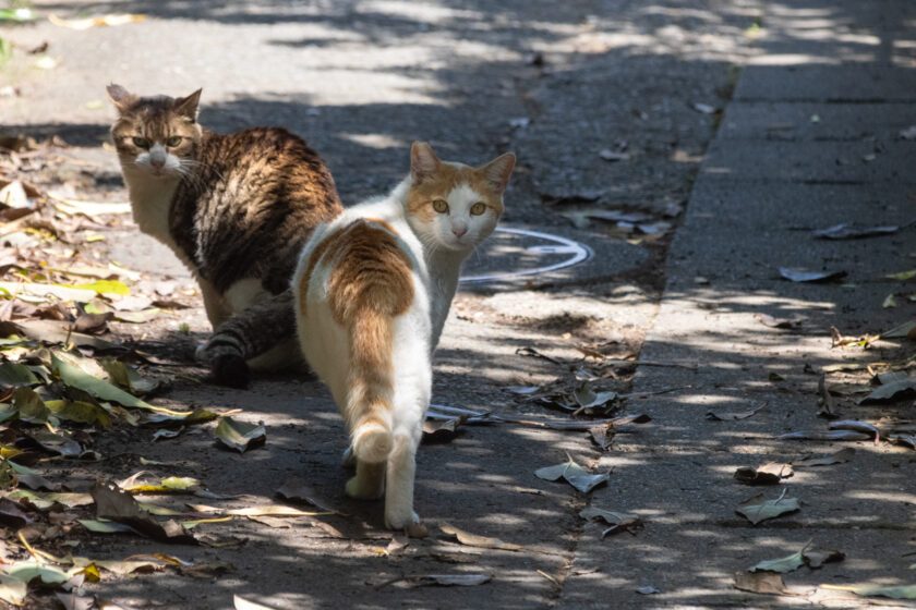 川崎市の猫