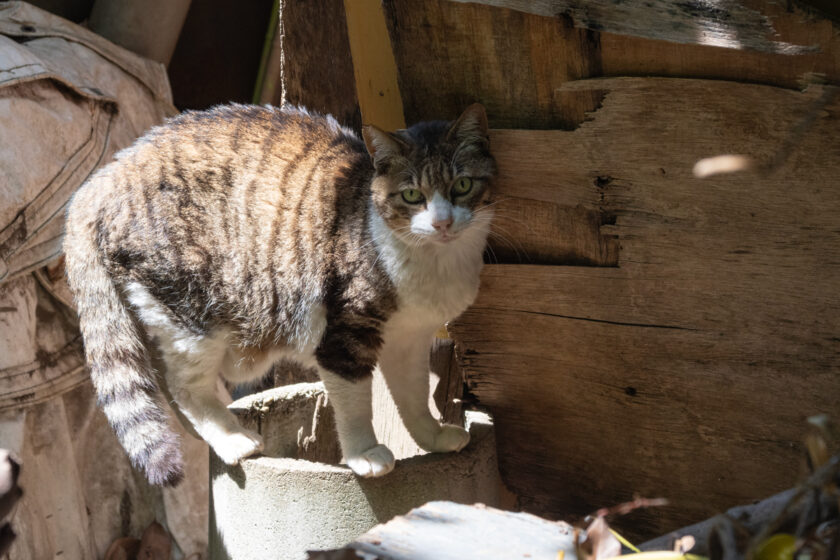 川崎市の猫