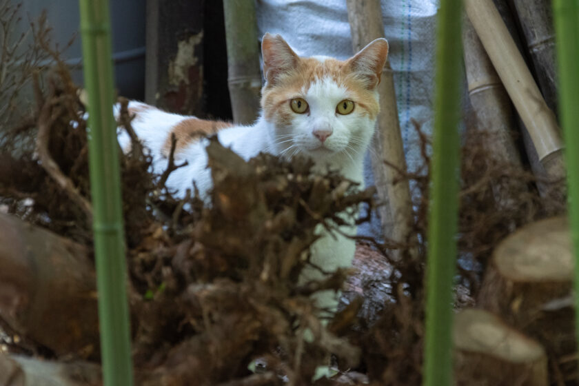 川崎市の猫