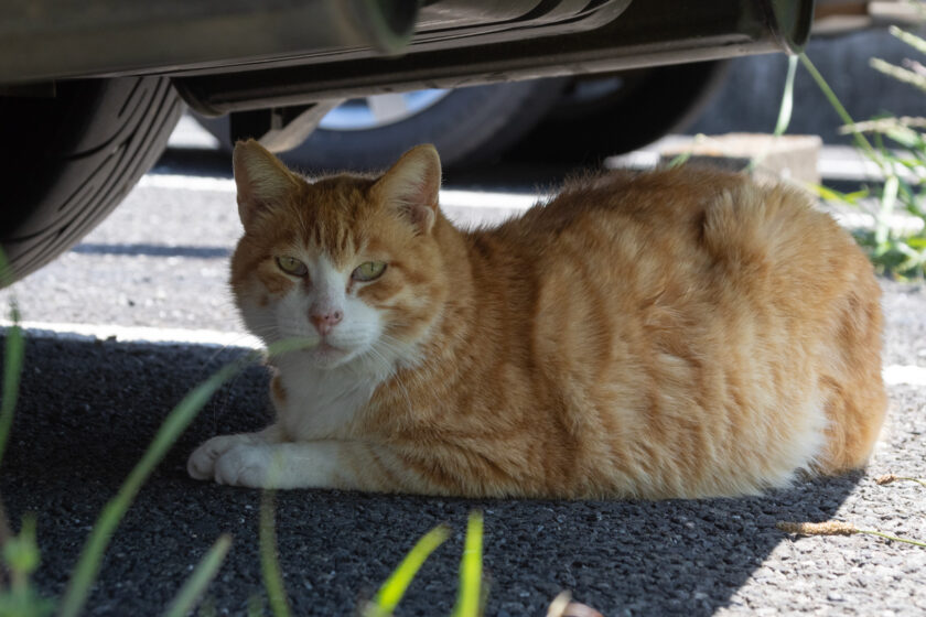 川崎市の猫